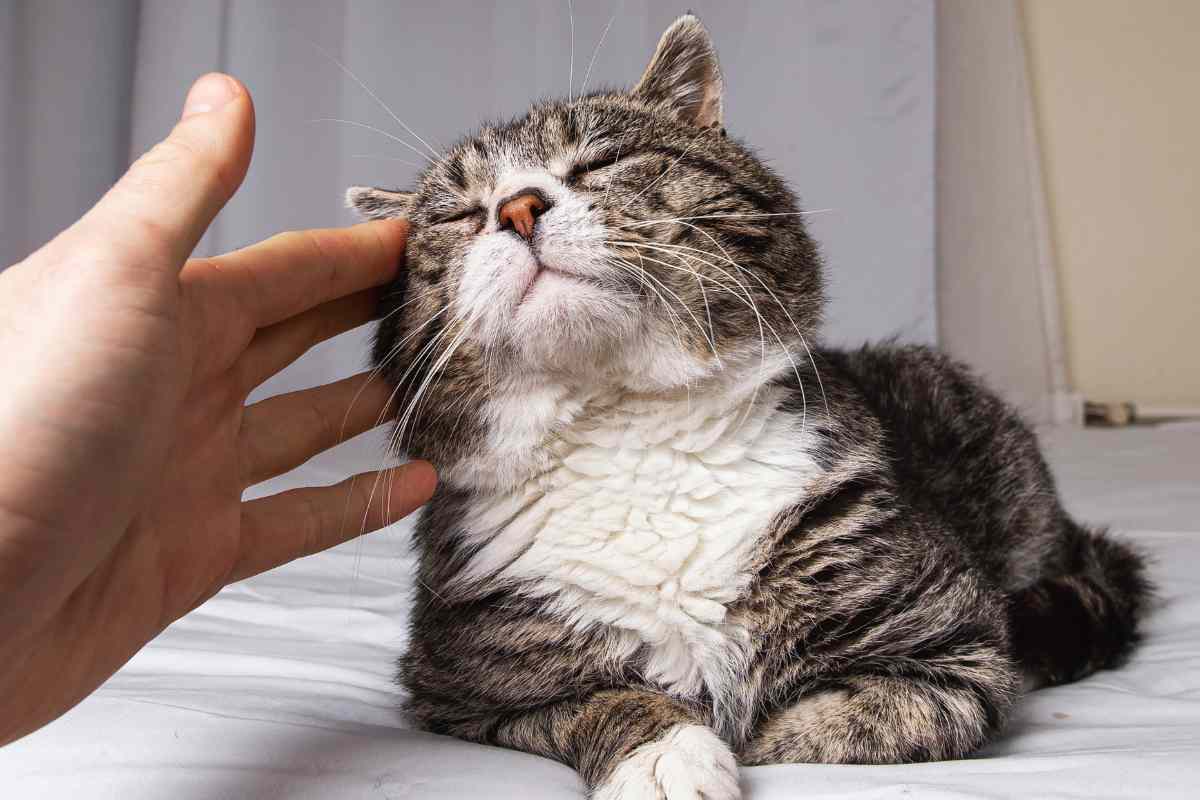 Gatto Finn tornato a casa