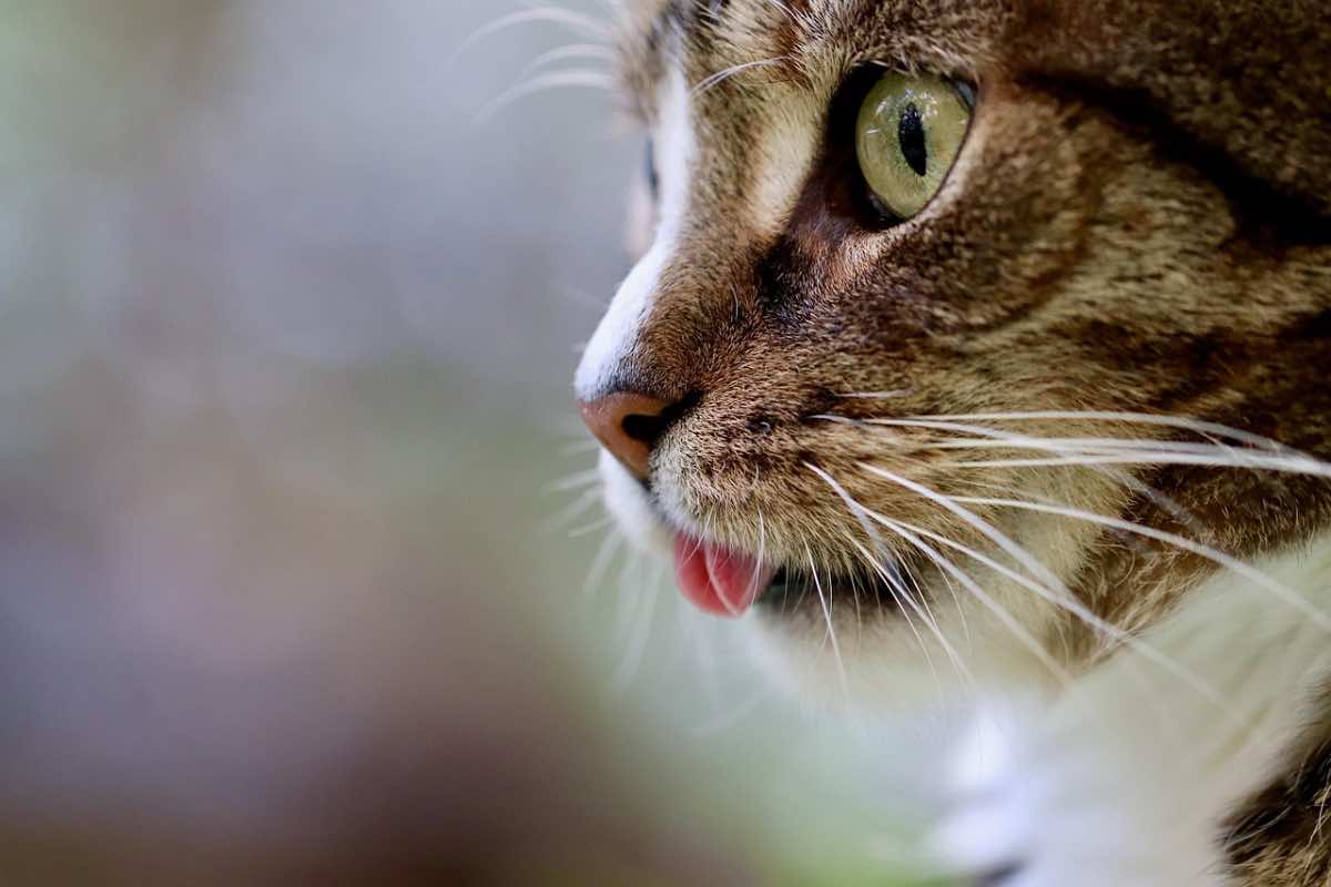 Gatto striato dagli occhi verdi tira fuori la lingua 