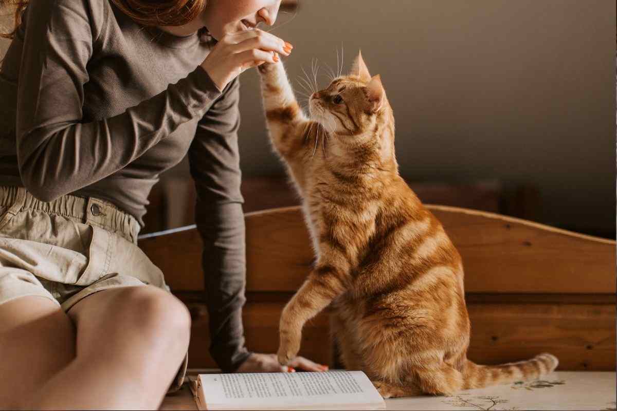 Guardare il gatto quando parliamo