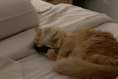 Micio dal pelo arancione abbraccia un oggetto