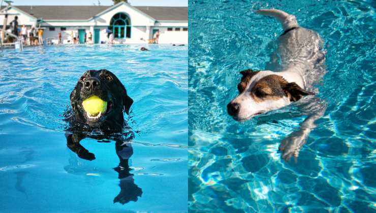 Labrador e Jack Russell nuotano in piscina