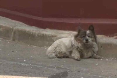 Cane aspetta il padrone