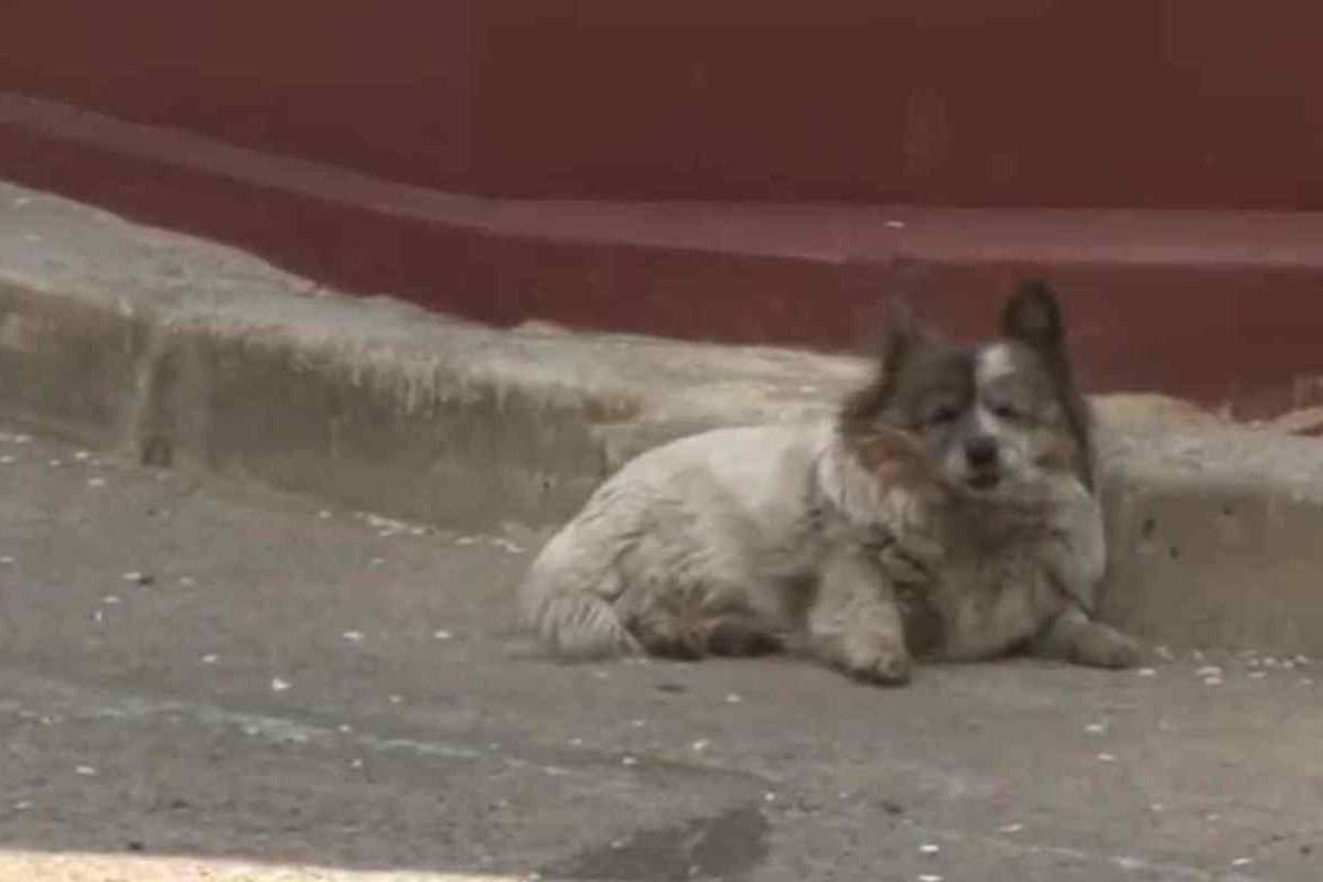 Cane aspetta il padrone