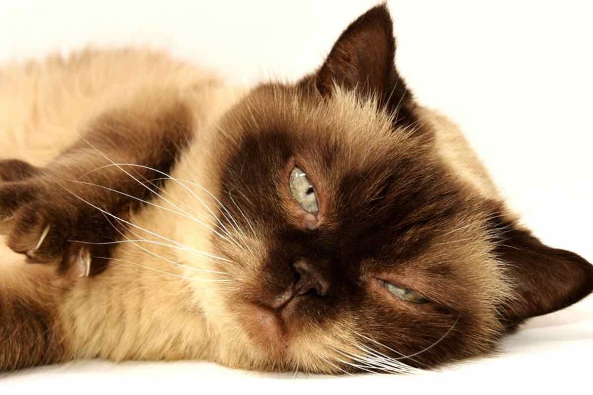 Gatto dagli occhi grigi sdraiato su un fianco 