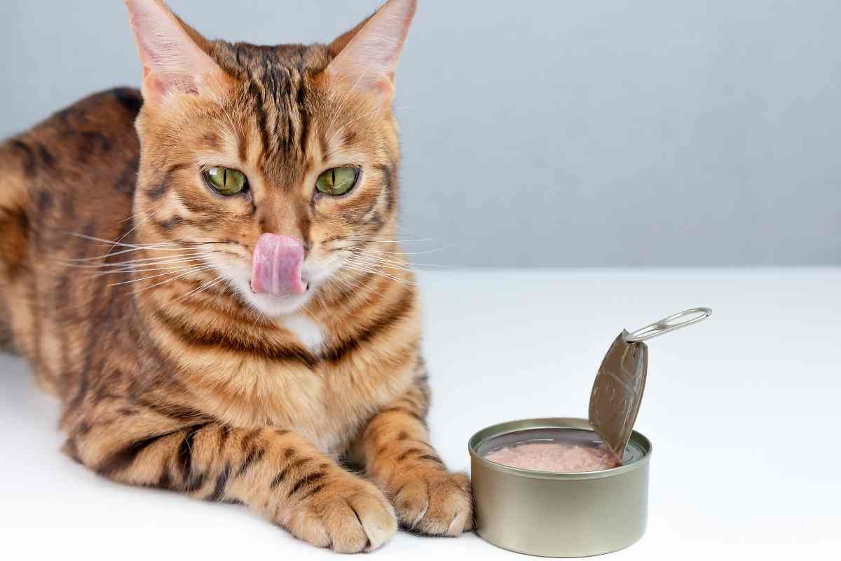 Gatto si lecca i baffi davanti al cibo