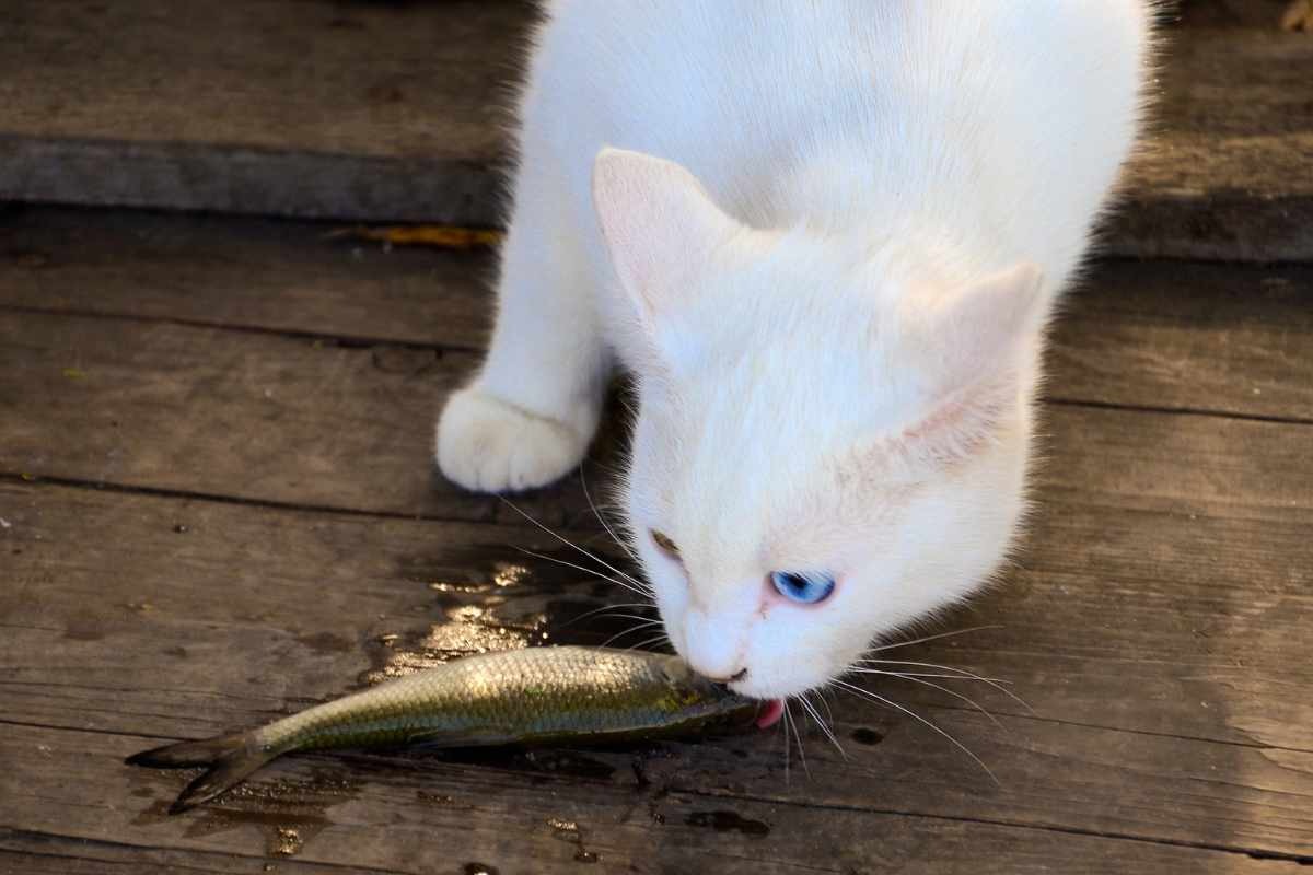 Gatto mangia una sardina
