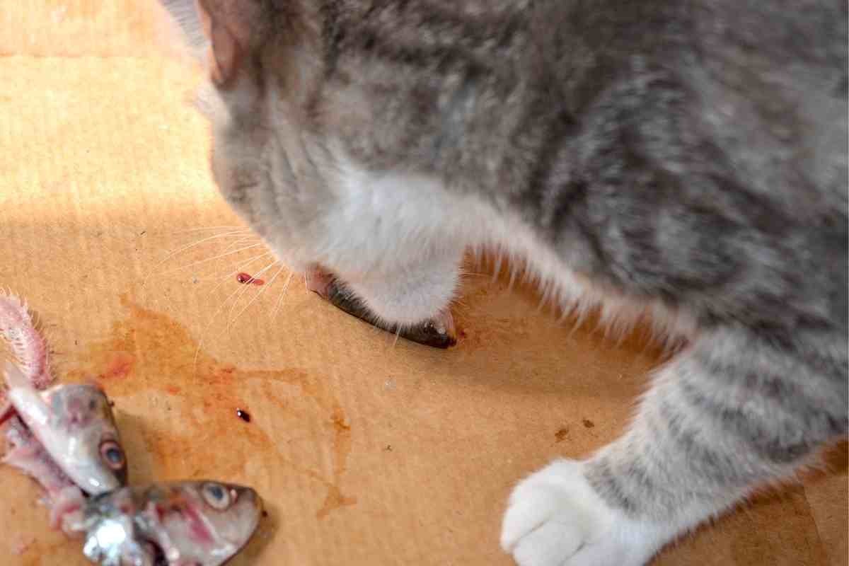 Gatto mangia sardine crude