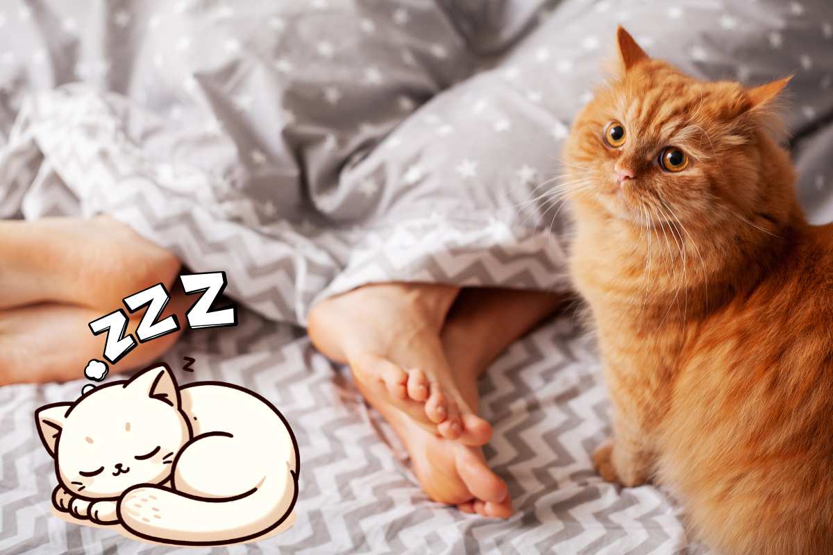 Perché il gatto dorme ai piedi dei suoi umani