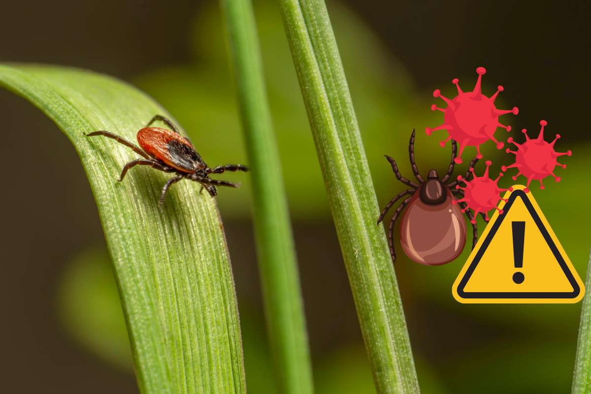 Pericolo zecche in Italia