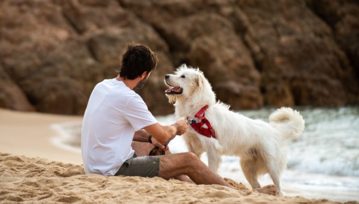 Portare il cane al mare