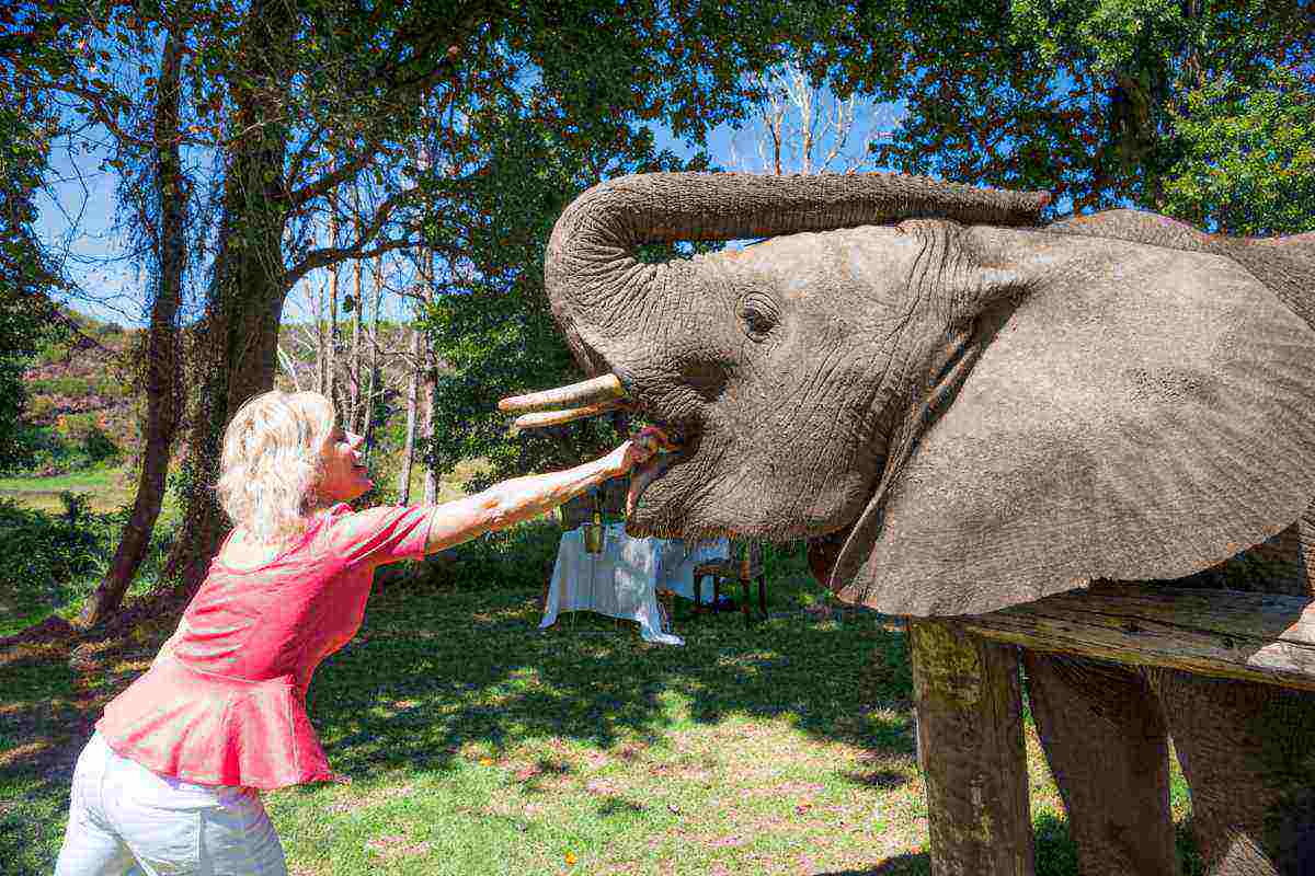 Donna da cibo ad un elefante