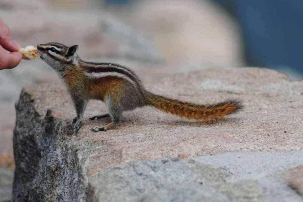 Umano da cibo ad uno scoiattolo