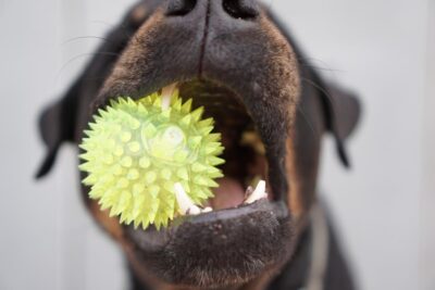 Cane con palla anti-stress tra i denti