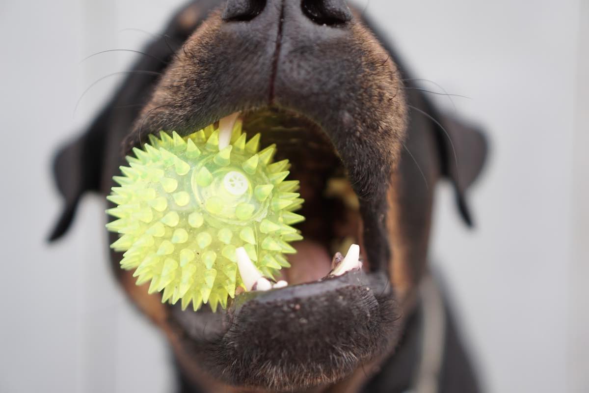 Cane con palla anti-stress tra i denti 
