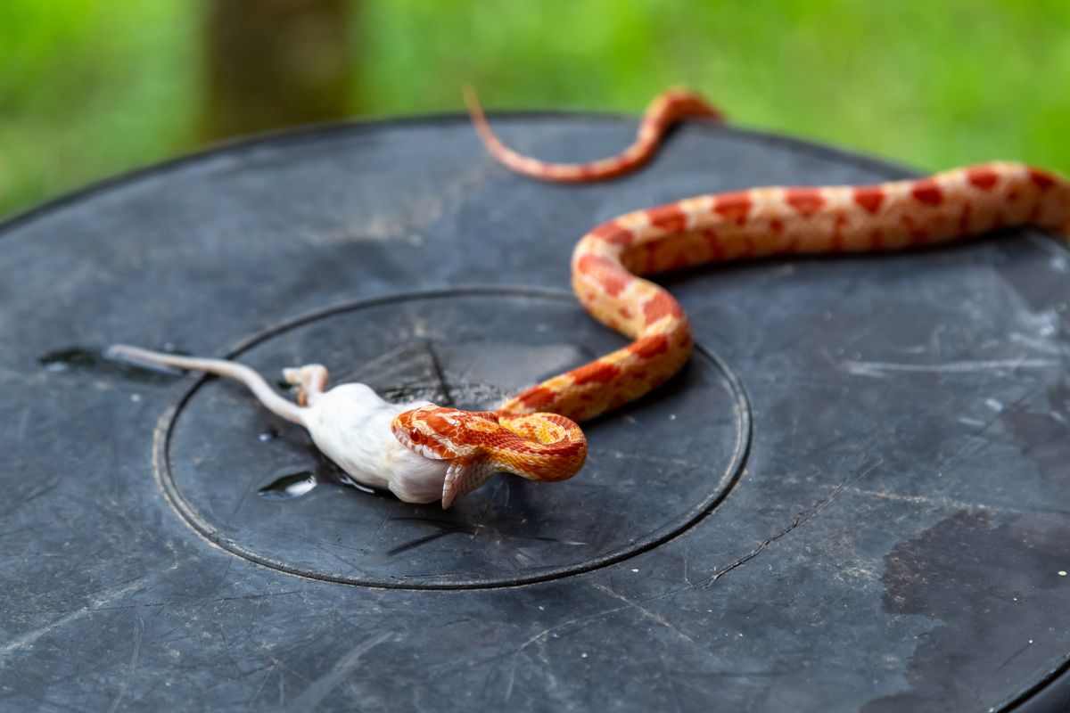 serpente mangia topo