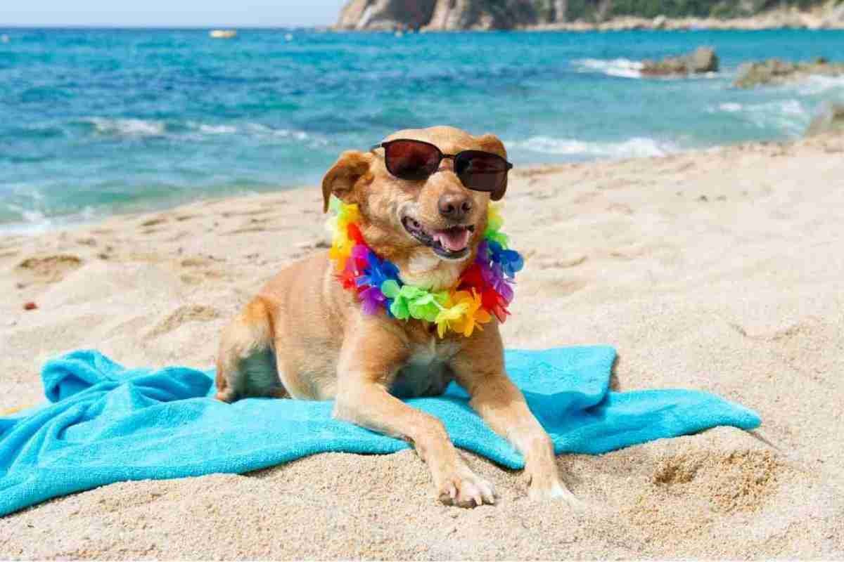 Cane con occhiali da sole in spiaggia 