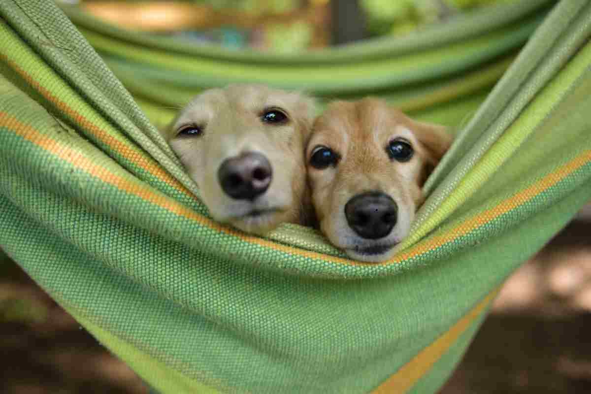 Cani nell'amaca in un camping