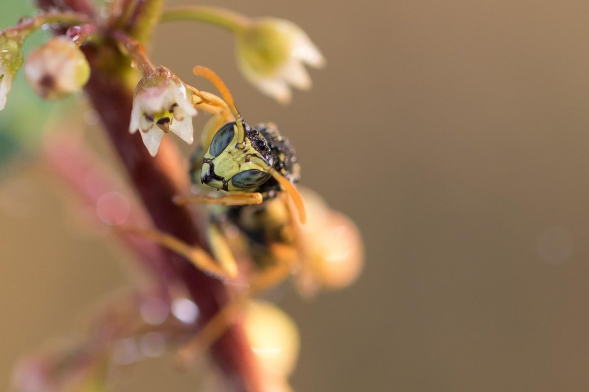 Vespa da campo sullo stelo di un fiore rosa 