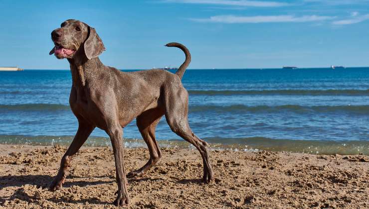 cane al mare del sud italia
