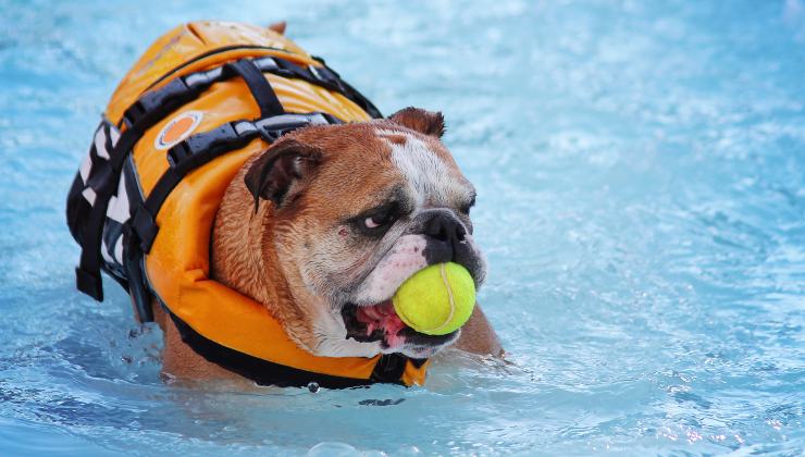 cane bulldog inglese con il giubbotto salvagente