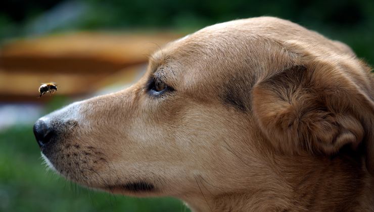 cane con ape sul muso