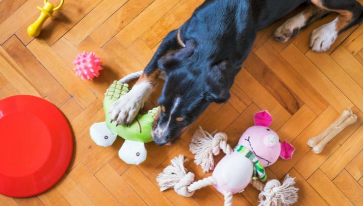 cane gioca con giocattoli in plastica