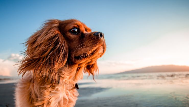 cane in spiaggia in Campania