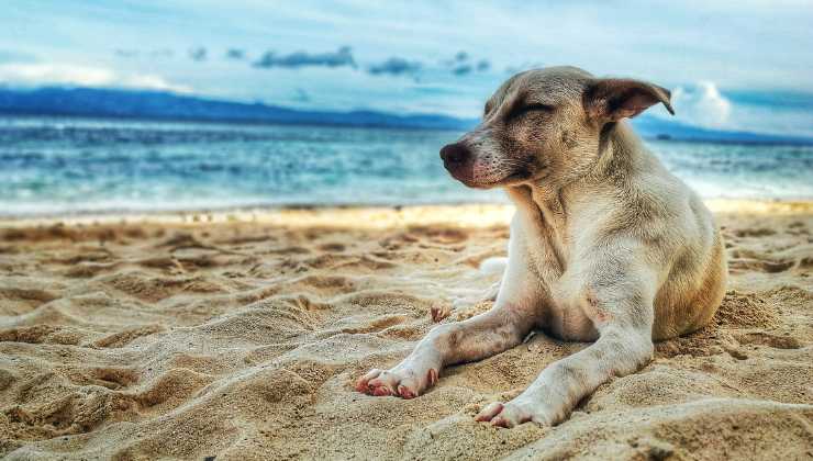 cane in spiaggia