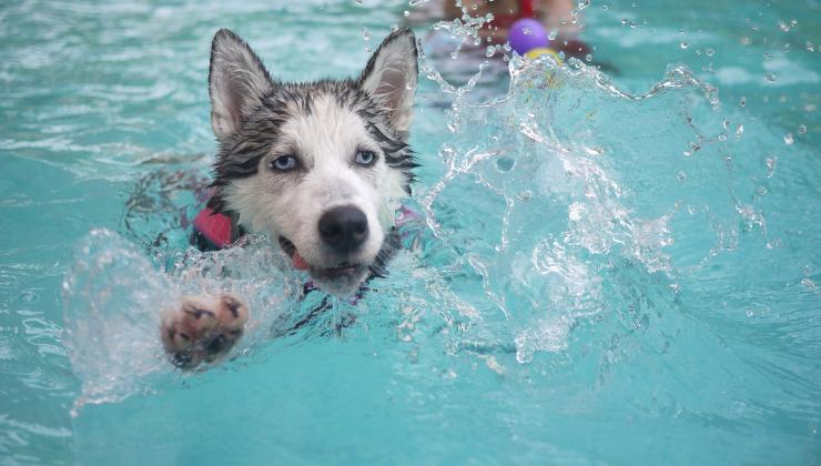 cane siberian Husky nuota in piscina
