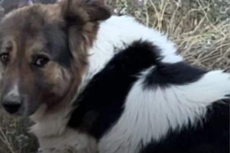 Non vuole dirgli addio: in Turchia il cane che veglia la tomba del suo ...