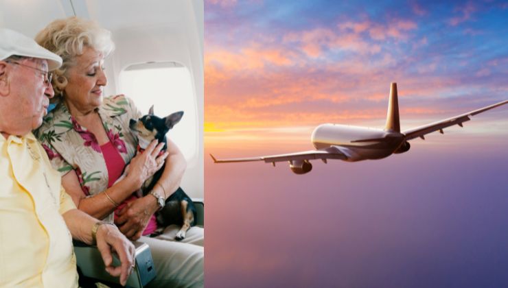 cane viaggia con gli umani in aereo