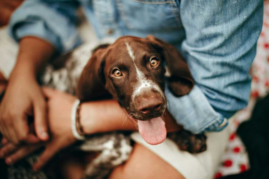 cani per persone introverse