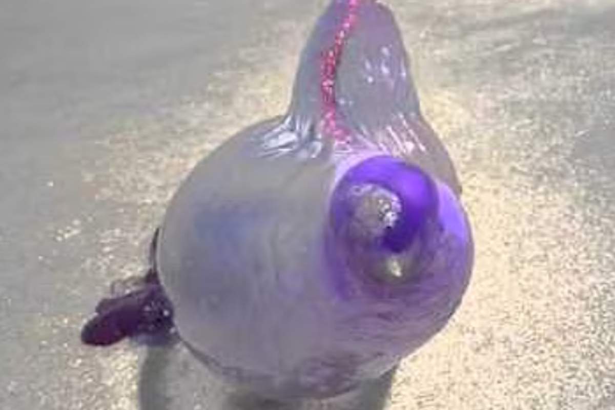 caravella portoghese 