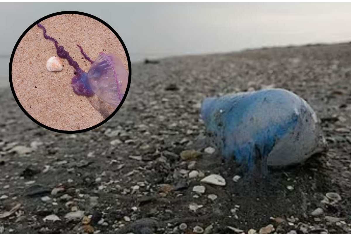 caravella sulla spiaggia