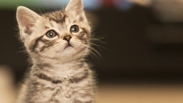 che cosa pensa un cucciolo di gatto