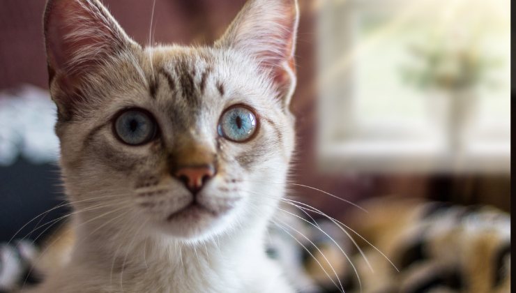 che cosa pensa un gatto