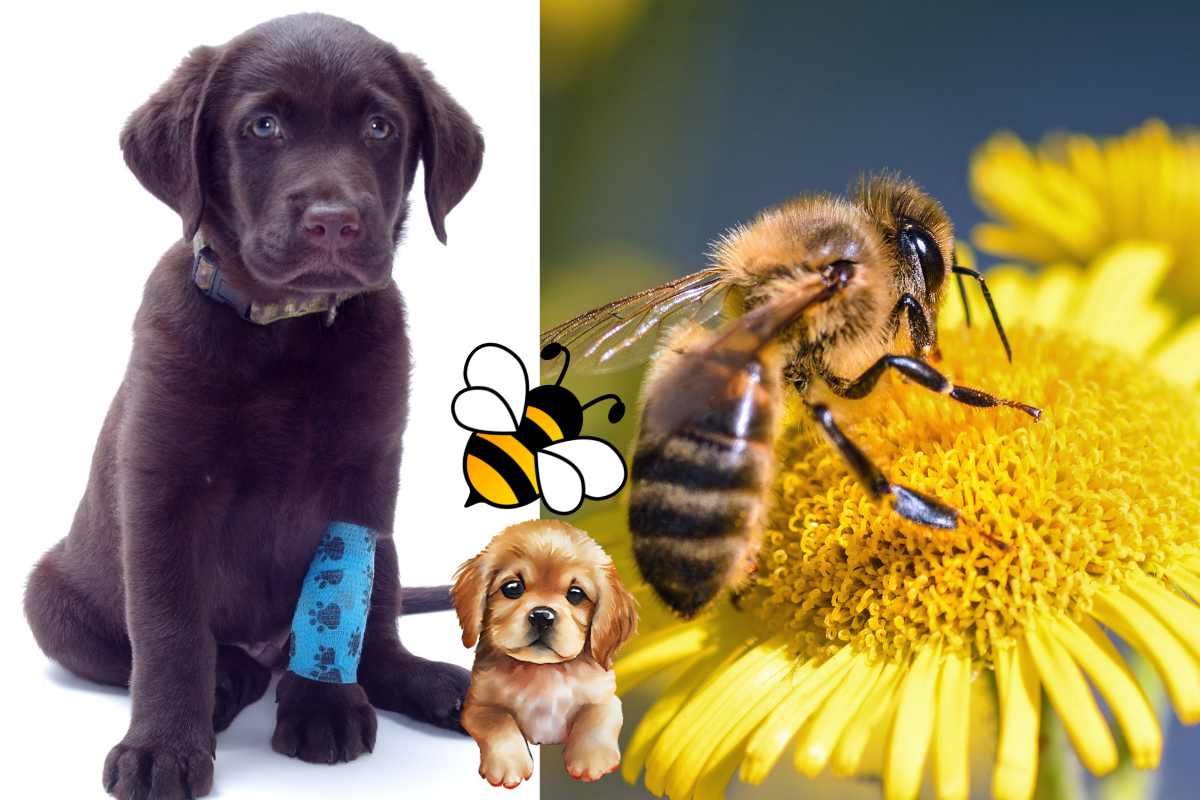 cosa fare se il cane viene punto dall'ape