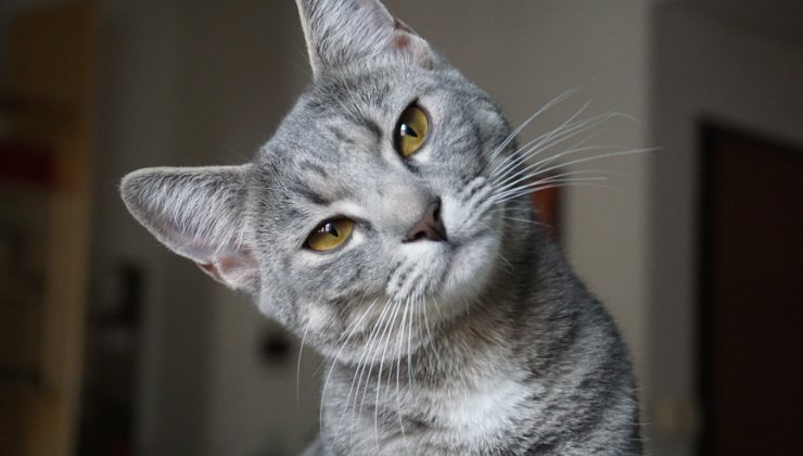 cosa pensa il gatto
