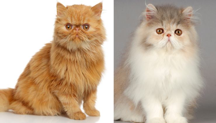 gatti con occhi grandi