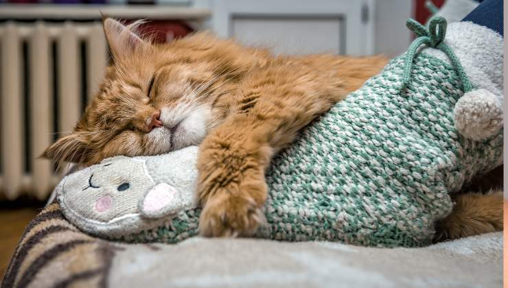 gatto dorme ai piedi del suo umano