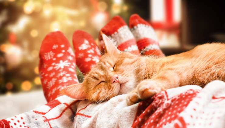 gatto dorme sui calzini