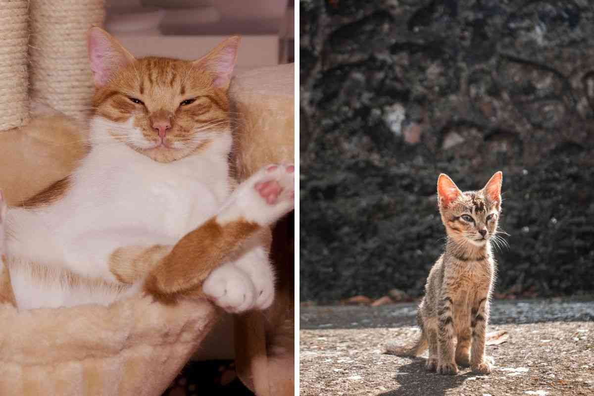 gatto grasso e magro