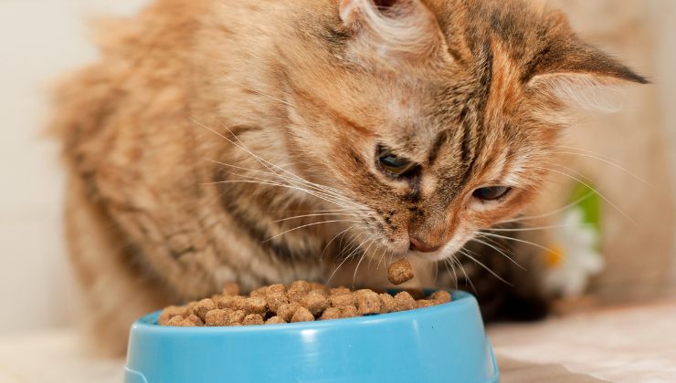 gatto mangia i croccantini