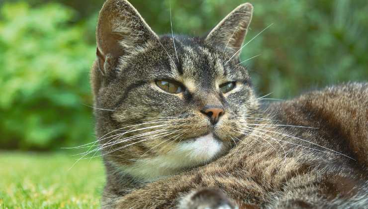 gatto nel prato