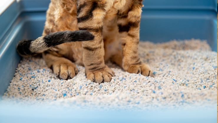 gatto nella lettiera