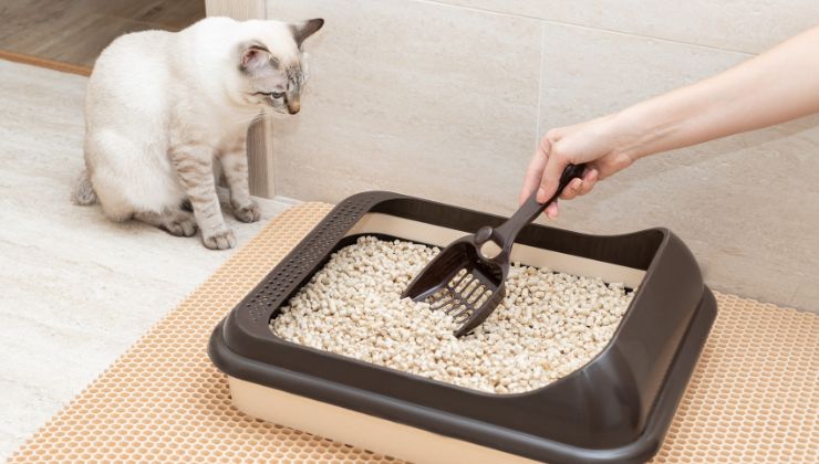 gatto osserva la sua lettiera