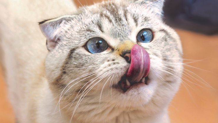 gatto si lecca il musetto