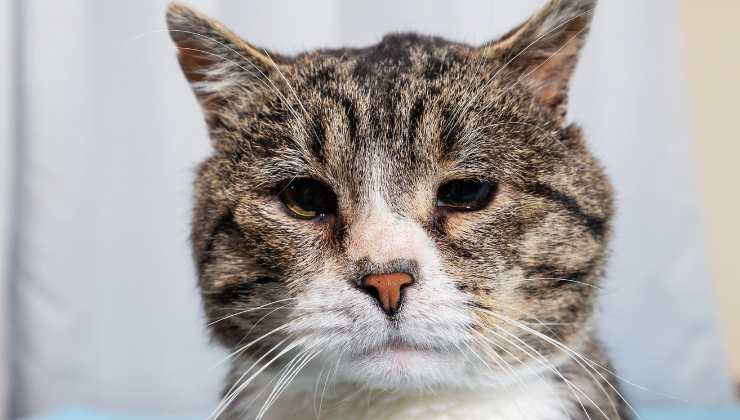 gatto triste