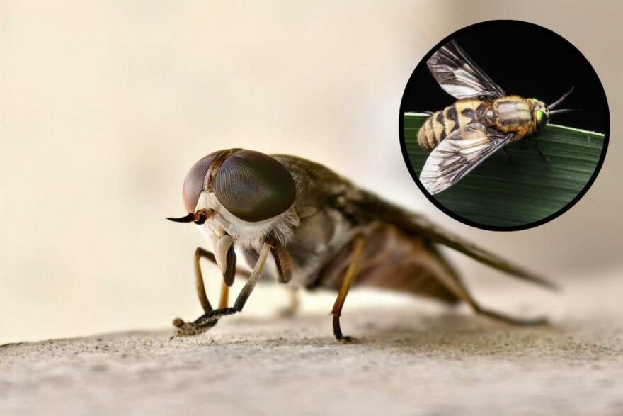 La mosca cavallina e i suoi morsi: tutto quello che devi sapere