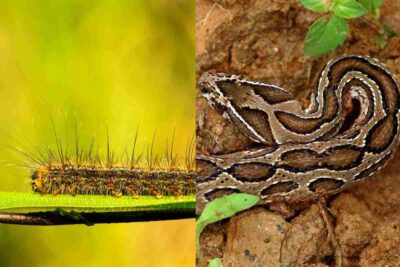 processionaria e vipera al lago